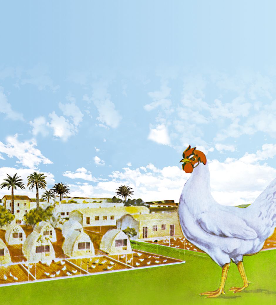 Ilustración histórica de Granja San Rafael con su gallina